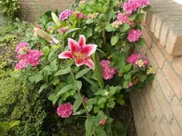 Hortensie + Lilie.webp