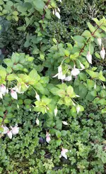 Fuchsie.webp