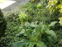 Schopflilie (3).webp