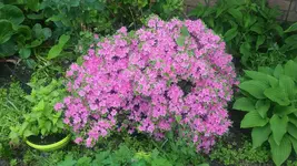 Azalee (2).webp