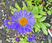 05 24 Alpenaster dkl violett ausschn.webp