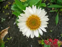 05 24 Alpenaster weiss gross a.webp