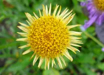 06 12 Alpenaster gelb.webp