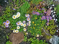 05 20 Alpenaster weiß und gelb a.webp
