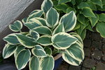 Hosta  1321.JPG