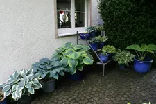 Hostaparade0416.webp