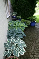 Hostaparade0616.webp
