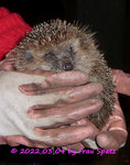 Igel Junge klein 2022_03_04 P1170884.jpg