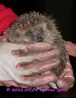 Igel Junge klein 2022_03_04 P1170884.webp