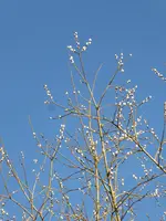 P1060888.webp
