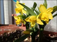 c058.webp