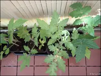 c066.webp