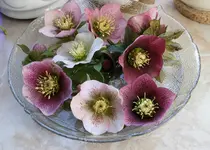Helleborus    0122.JPG