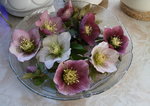 Helleborus    0222.JPG