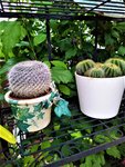 IMG_20210724_201600_4.jpg