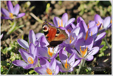 Vorfrühling 13.JPG