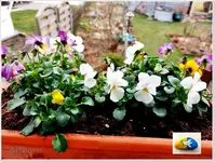 Hornveilchen mit Friedensstein.webp
