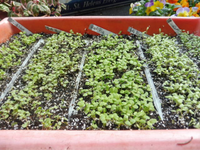 Salat.webp