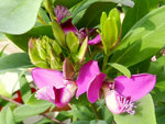 Polygala.jpg