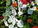 IMG_20200705_151641_1.jpg