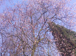 Baum02.jpg