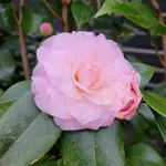 20220316_070053.webp