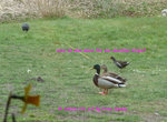 Enten Teichhuhn Blässhuhn 2022_03_15 P1170886.jpg