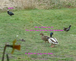 Enten Teichhuhn Blässhuhn 2022_03_15 P1170887.jpg