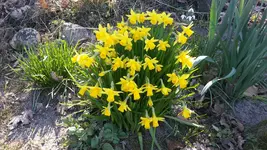 Narzissen.webp