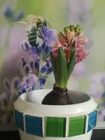 hyazinthe2.webp