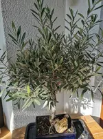 IMG_20220314_145139.webp