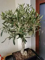 IMG_20220318_112558.webp