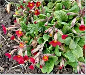 Rote Primeln.webp