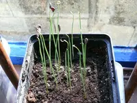 2022TulpenSam.webp