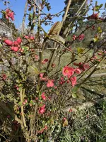 4AB66302-F19E-4192-B618-B45ECDA231D7.webp