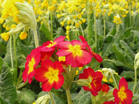 Primeln.webp