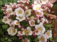 c081.webp