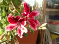 c082.webp