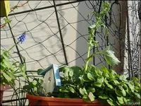 c084.webp