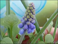 c085.webp