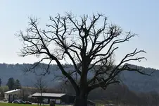Marchlinden 2.PNG
