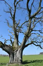 Marchlinden 4.PNG