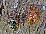 IMG_3961bt (1) - Copyv.JPG