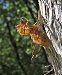 IMG_3972bt (1)v.JPG