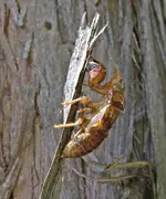 IMG_3971v.JPG