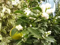 Mandarine.webp