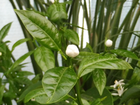 voll in Blüte.webp