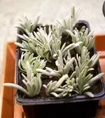 lavendel_ableger.webp
