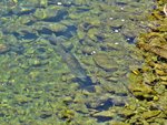 IMG_6762 - Copy.JPG