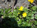 DSC06515.jpg